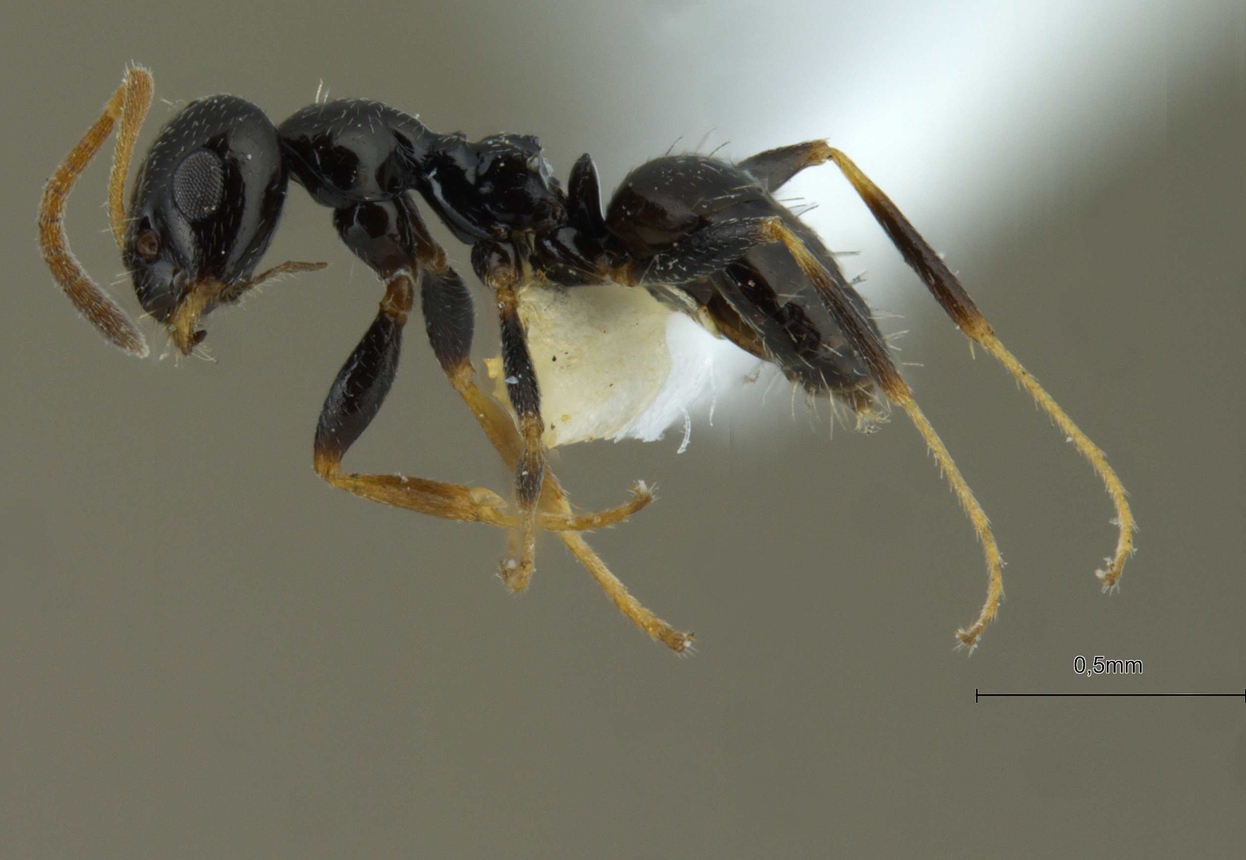 Foto Lepisiota capensis simplex Forel, 1892 lateral