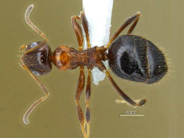 Lepisiota opaca Forel, 1892 dorsal