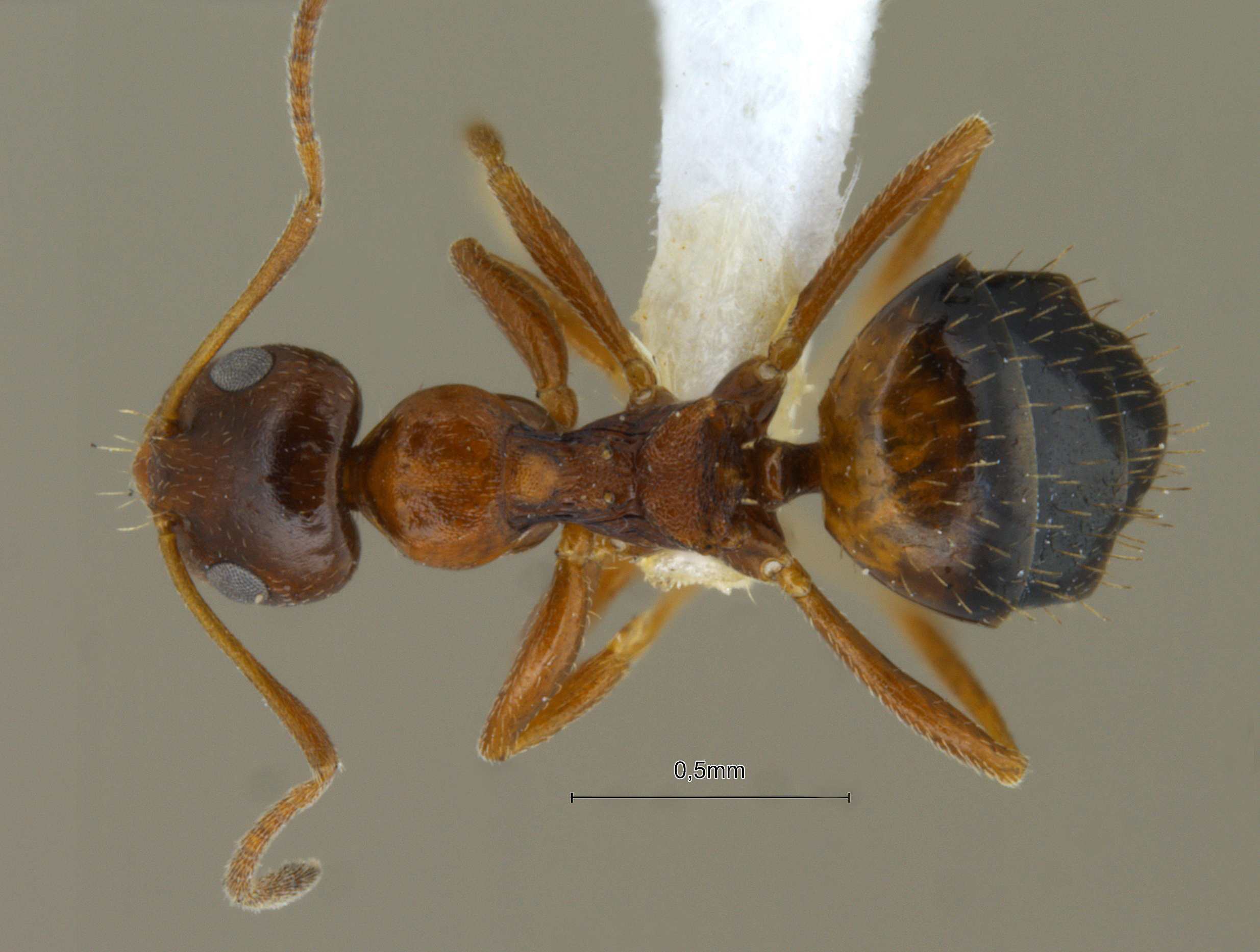 Foto Lepisiota opaca pulchella Forel, 1892 dorsal