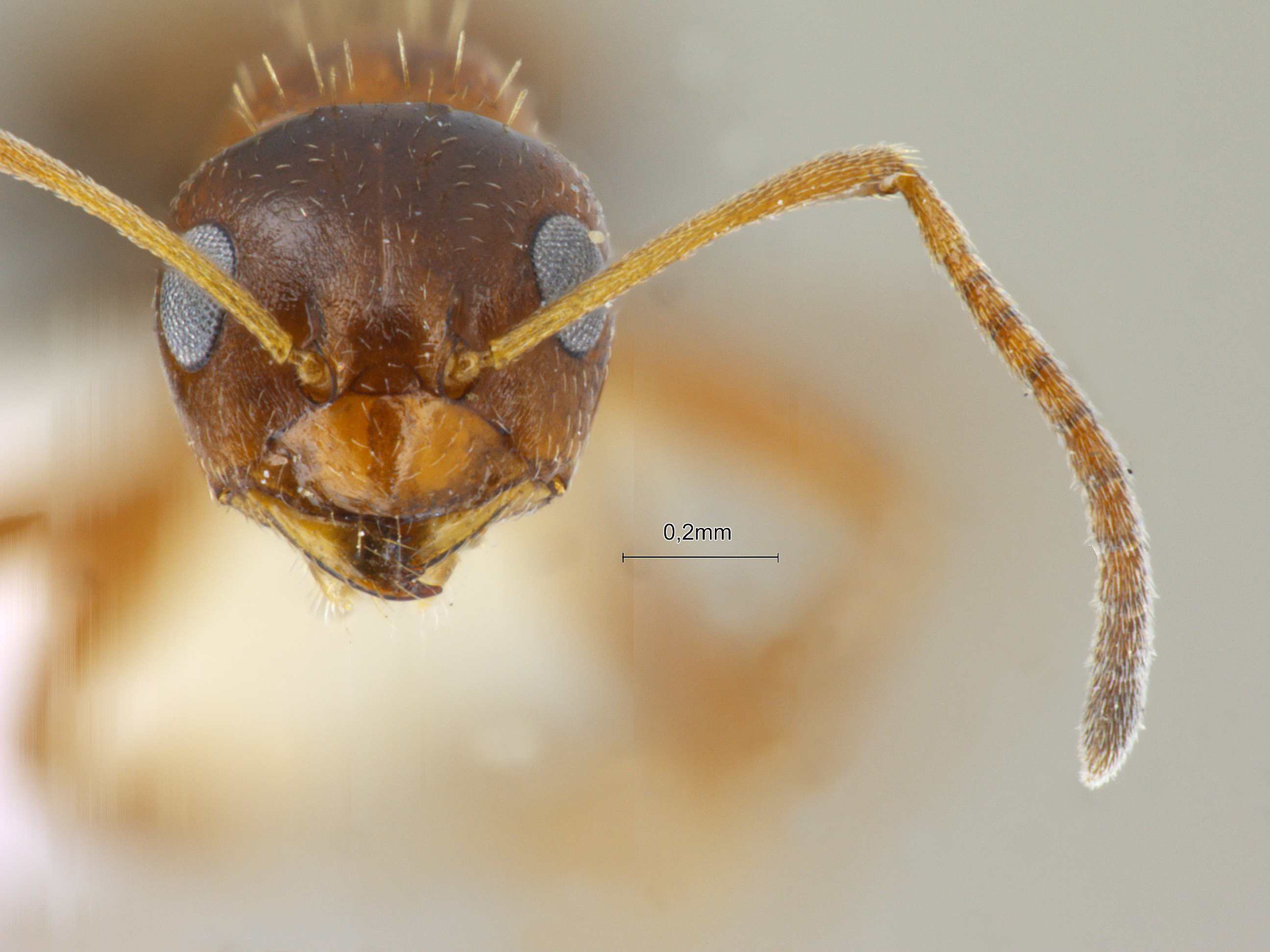 Foto Lepisiota opaca pulchella Forel, 1892 frontal