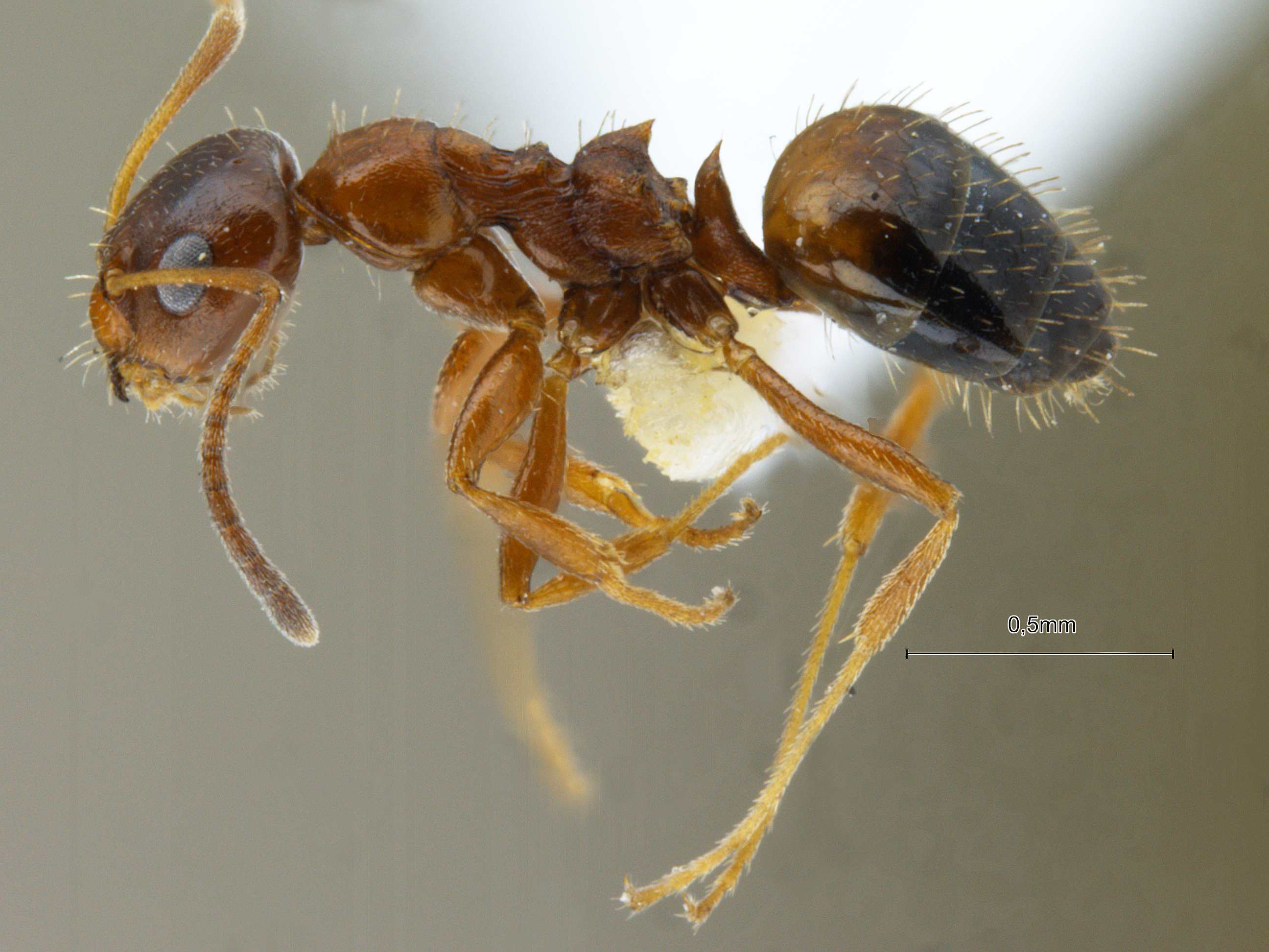 Foto Lepisiota opaca pulchella Forel, 1892 lateral