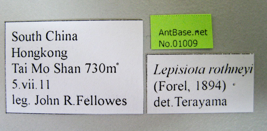 Foto Lepisiota rothneyi Forel, 1894 Label