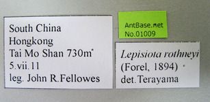 Lepisiota rothneyi Forel, 1894 Label