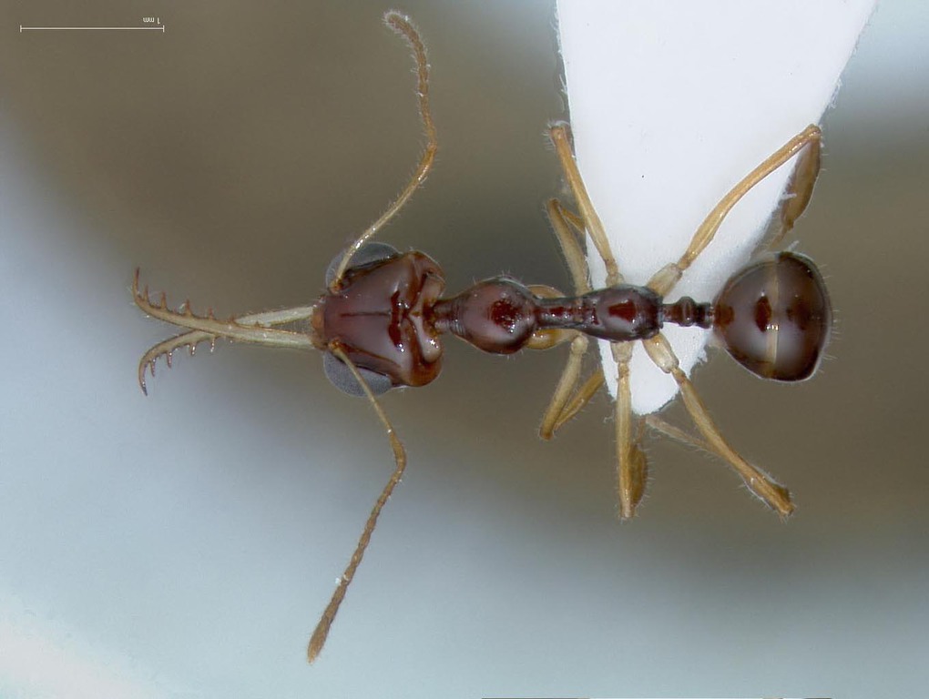 Foto Myrmoteras 3 dorsal