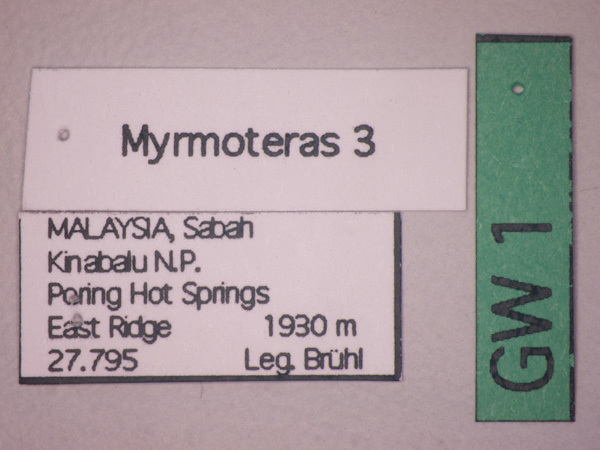 Foto Myrmoteras 3 Label