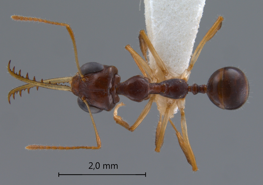 Foto Myrmoteras arcoelinae Agosti, 1992 dorsal