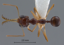 Myrmoteras arcoelinae Agosti, 1992 dorsal