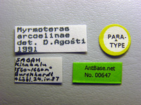 Myrmoteras arcoelinae Agosti, 1992 Label