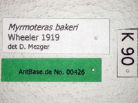 Myrmoteras bakeri Wheeler, 1919 Label