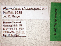 Myrmoteras chondrogastrum Moffett, 1985 Label