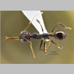 Myrmoteras concolor Eguchi et Yamane, 2013 dorsal