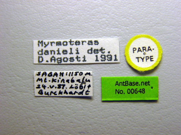 Foto Myrmoteras danieli Agosti, 1992 Label