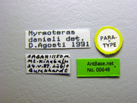 Myrmoteras danieli Agosti, 1992 Label