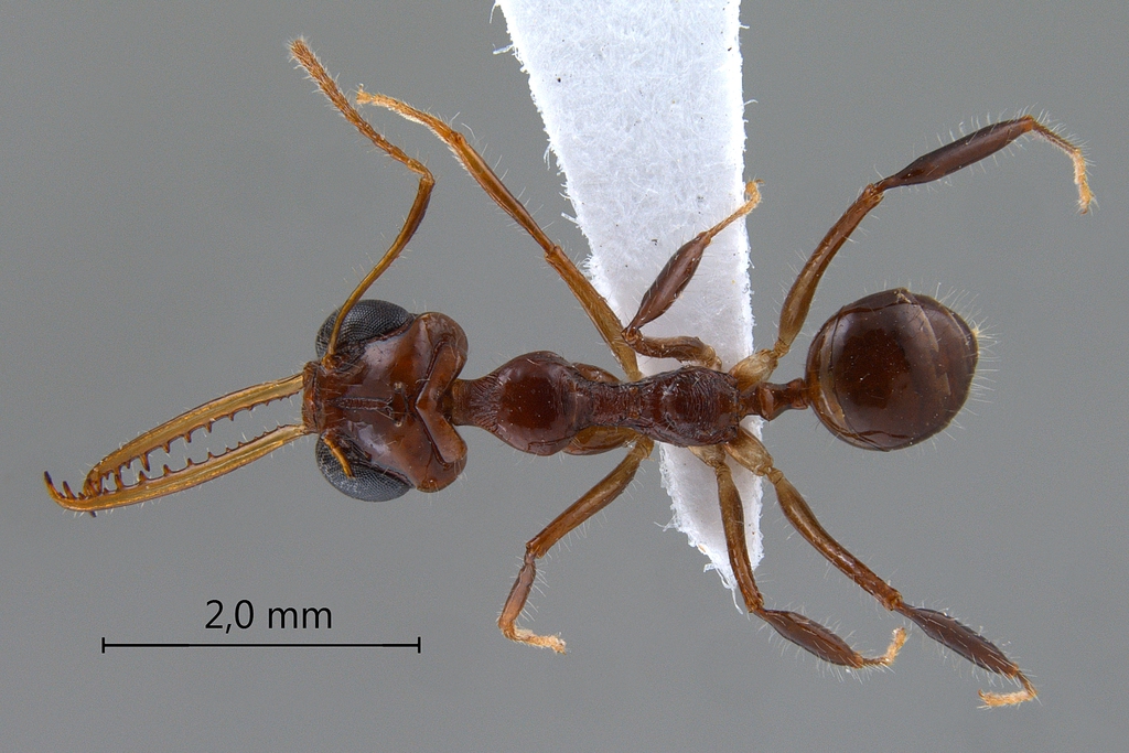 Foto Myrmoteras diastematum Moffett,1985 dorsal