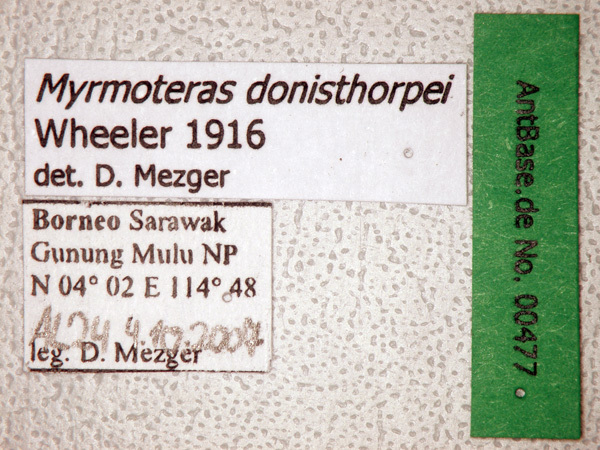 Foto Myrmoteras donisthorpei Wheeler, 1916 Label