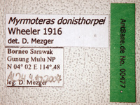 Myrmoteras donisthorpei Wheeler, 1916 Label