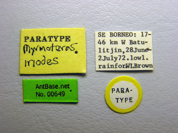 Foto Myrmoteras iriodum Moffett, 1985 Label