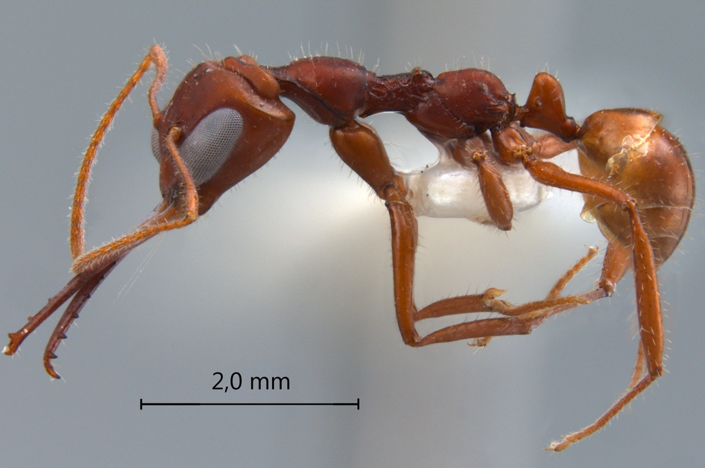 Foto Myrmoteras iriodum Moffett, 1985 lateral