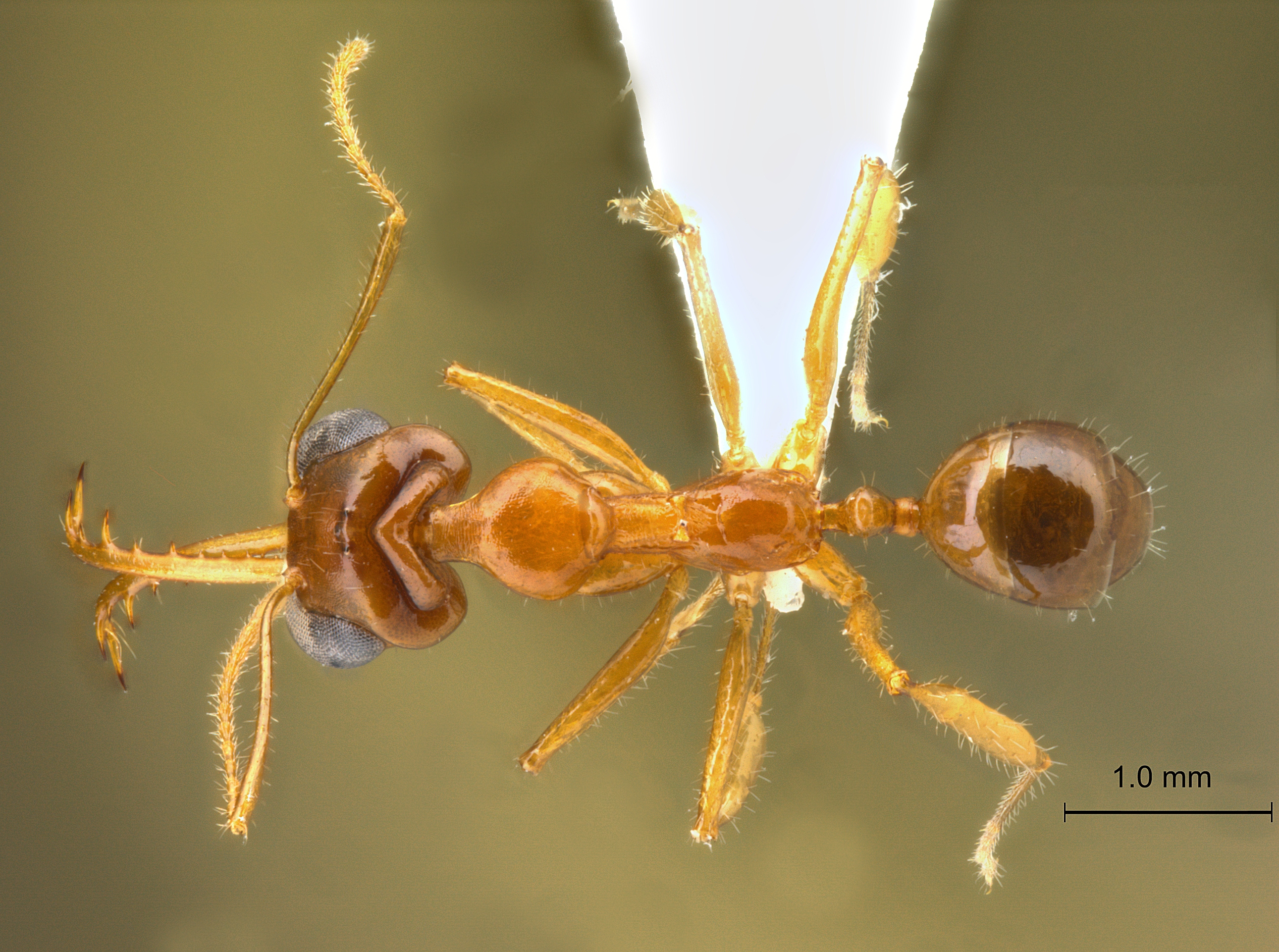 Foto Myrmoteras jaitrongi Eguchi et Yamane, 2013 dorsal