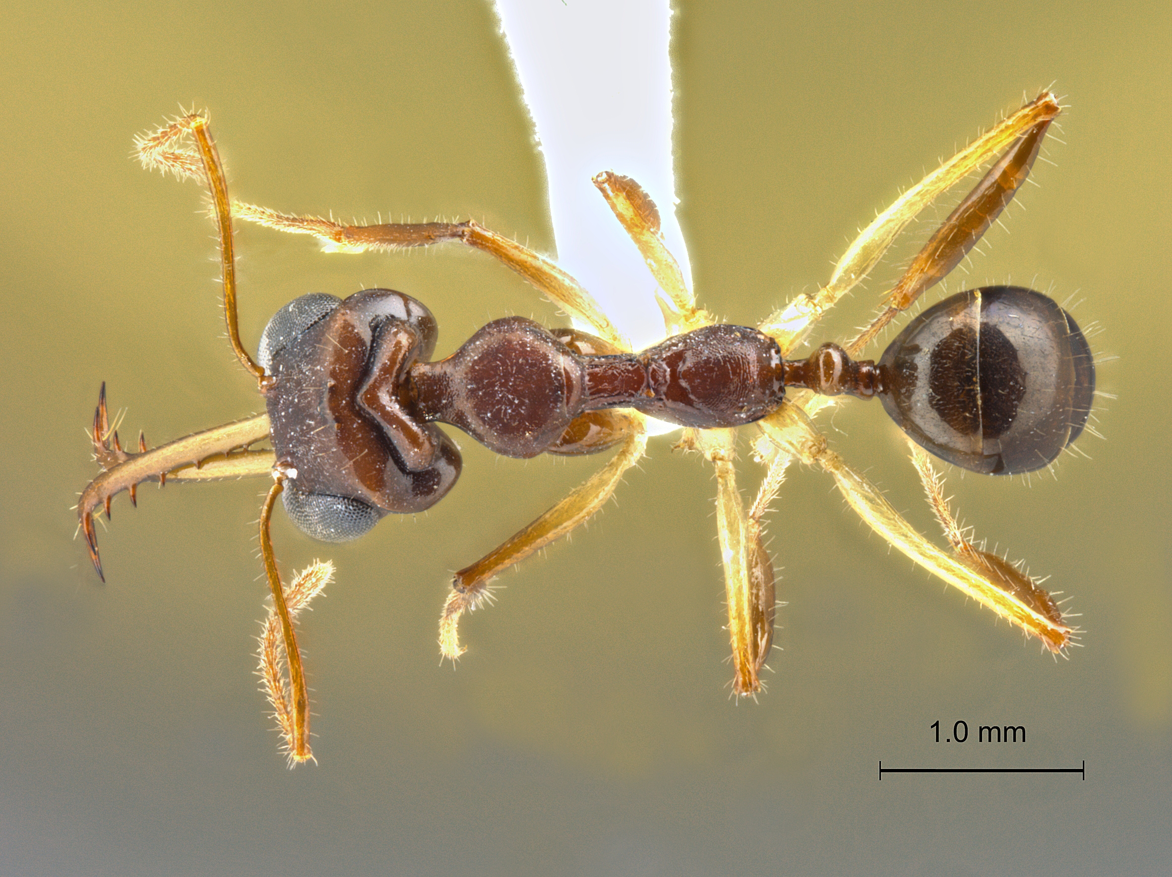 Foto Myrmoteras opalinum Eguchi et Yamane, 2013 dorsal