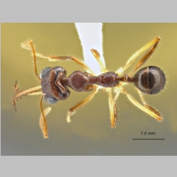 Myrmoteras opalinum Eguchi et Yamane, 2013 dorsal