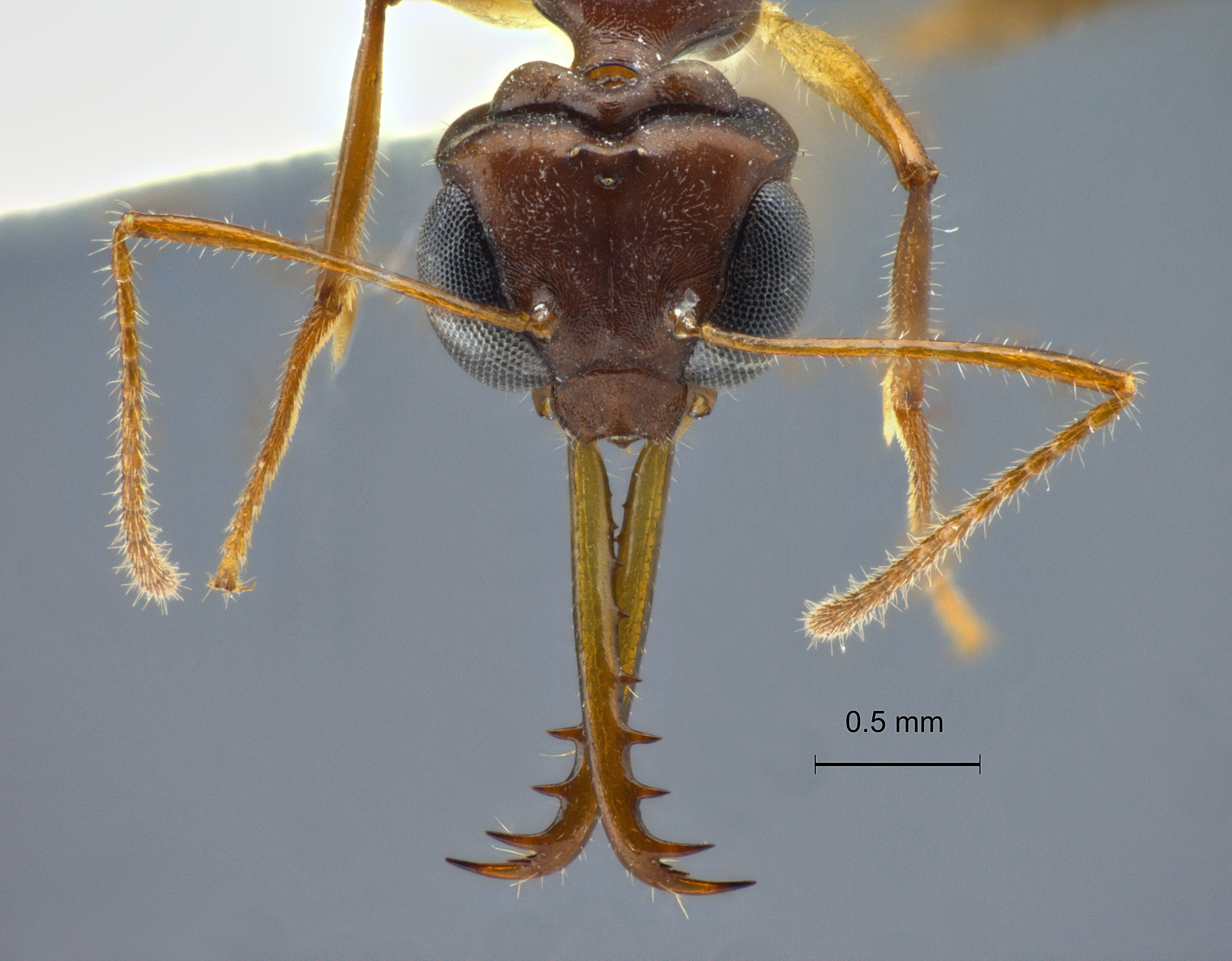 Foto Myrmoteras opalinum Eguchi et Yamane, 2013 frontal