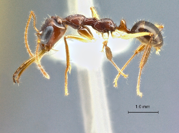 Myrmoteras opalinum Eguchi et Yamane, 2013 lateral