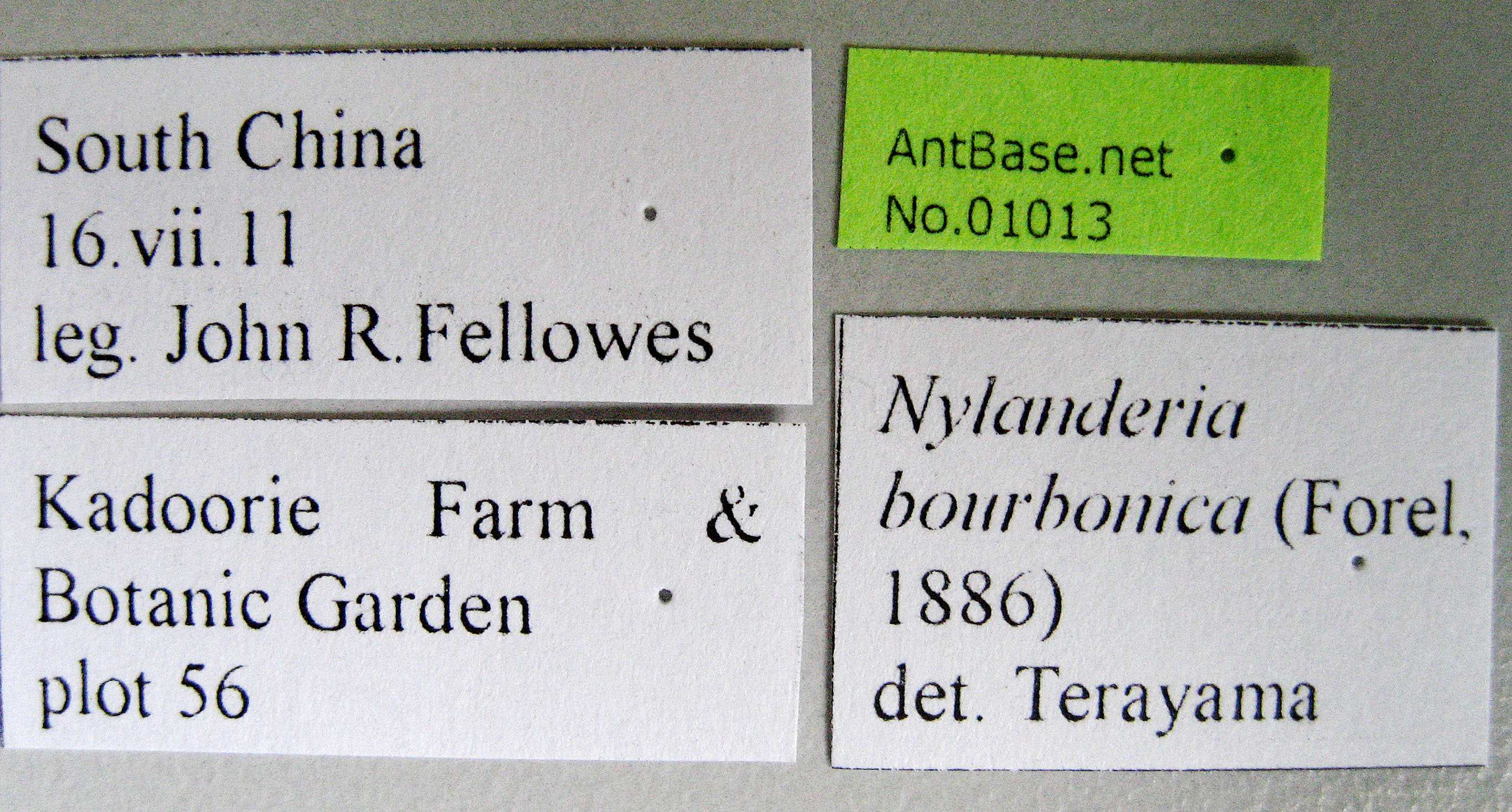 Foto Nylanderia bourbonica Forel, 1886 Label
