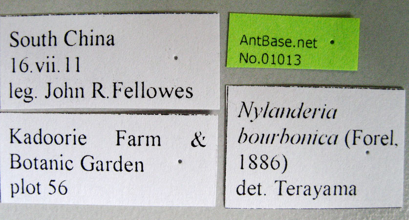 Nylanderia bourbonica Forel, 1886 Label