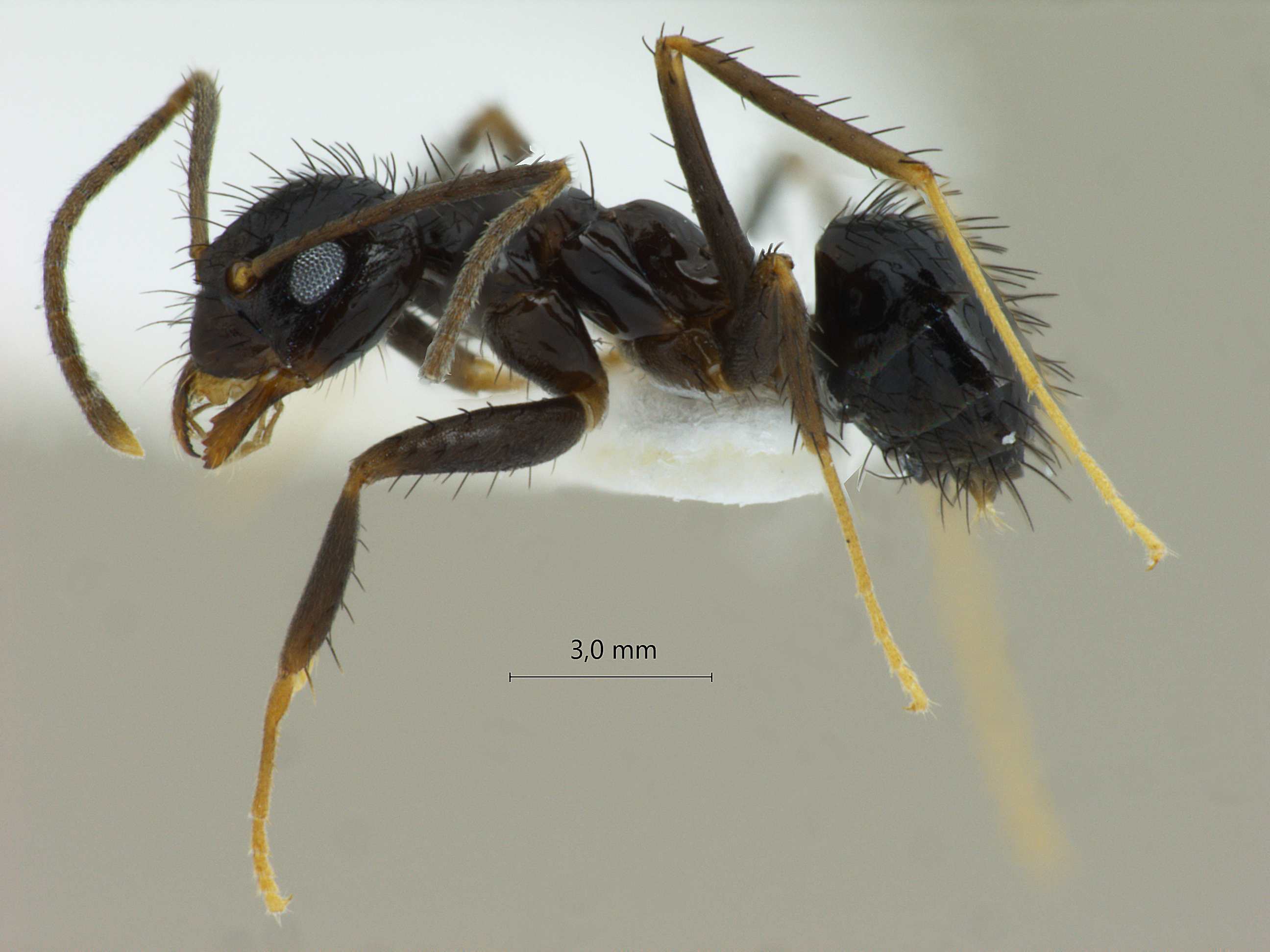 Foto Nylanderia bourbonica Forel, 1886 lateral