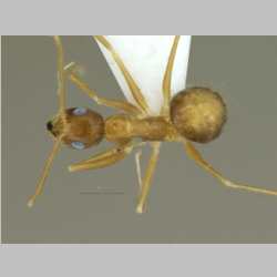 Nylanderia opisothalmia Zhou & Zheng , 1998 dorsal