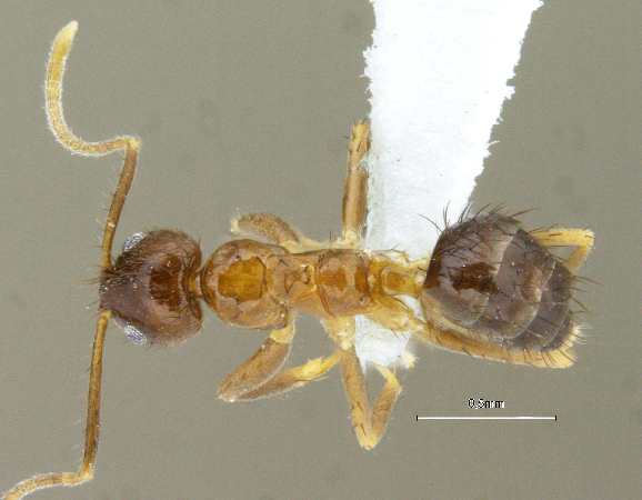 Nylanderia smythiesii Forel, 1895 dorsal