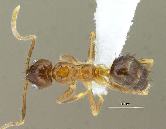 Nylanderia smythiesii Forel, 1895 dorsal