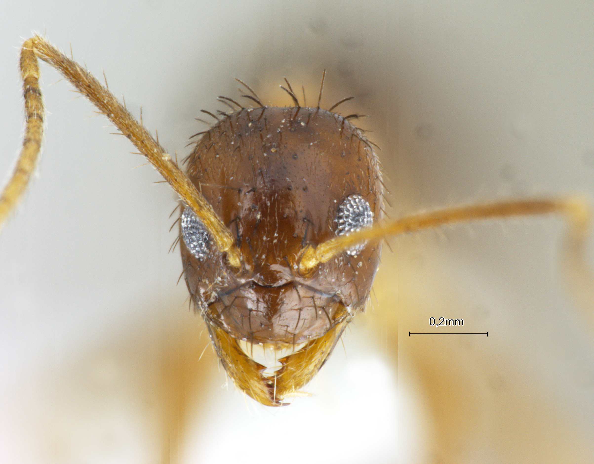 Foto Nylanderia smythiesii Forel, 1895 frontal