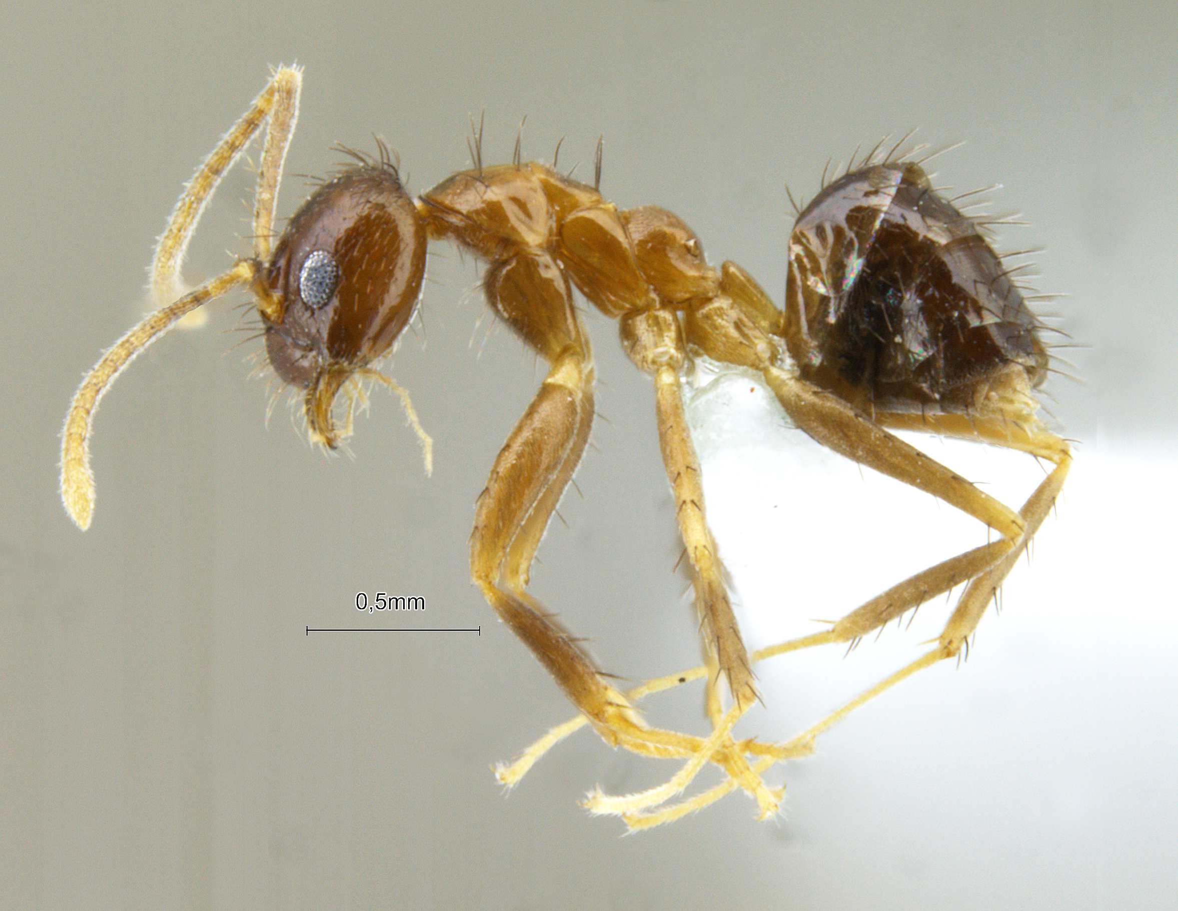 Foto Nylanderia smythiesii Forel, 1895 lateral