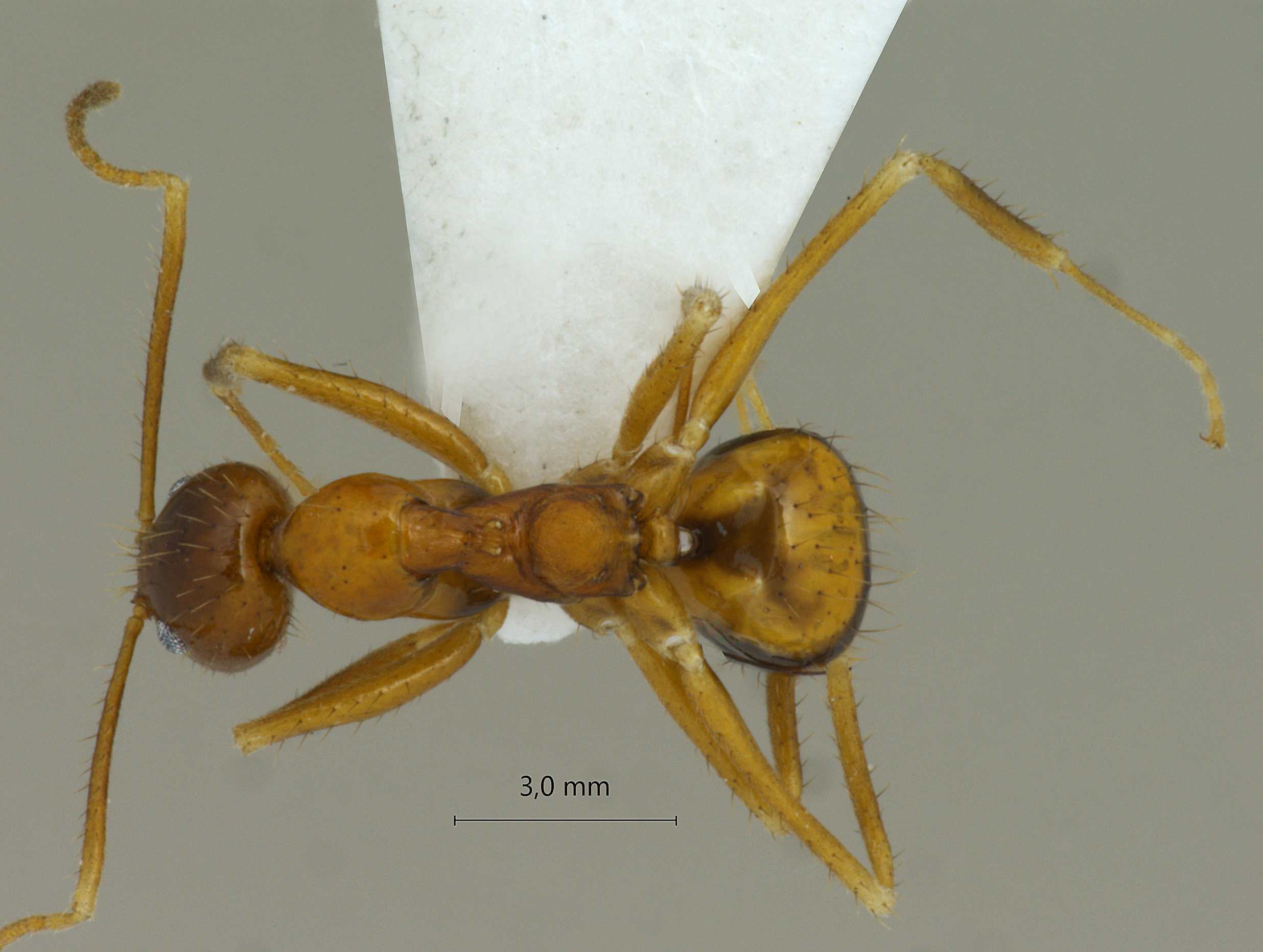 Foto Nylanderia emmae Forel, 1894 dorsal