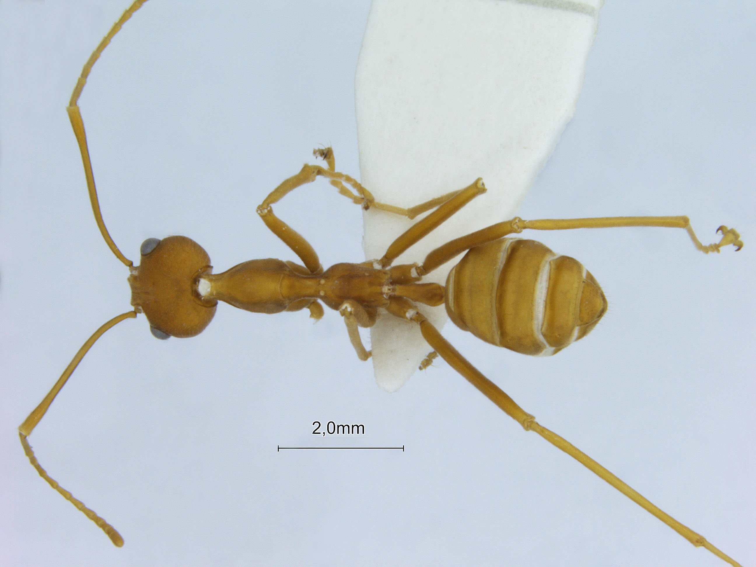 Foto Oecophylla smaragdina Fabricius, 1775 dorsal