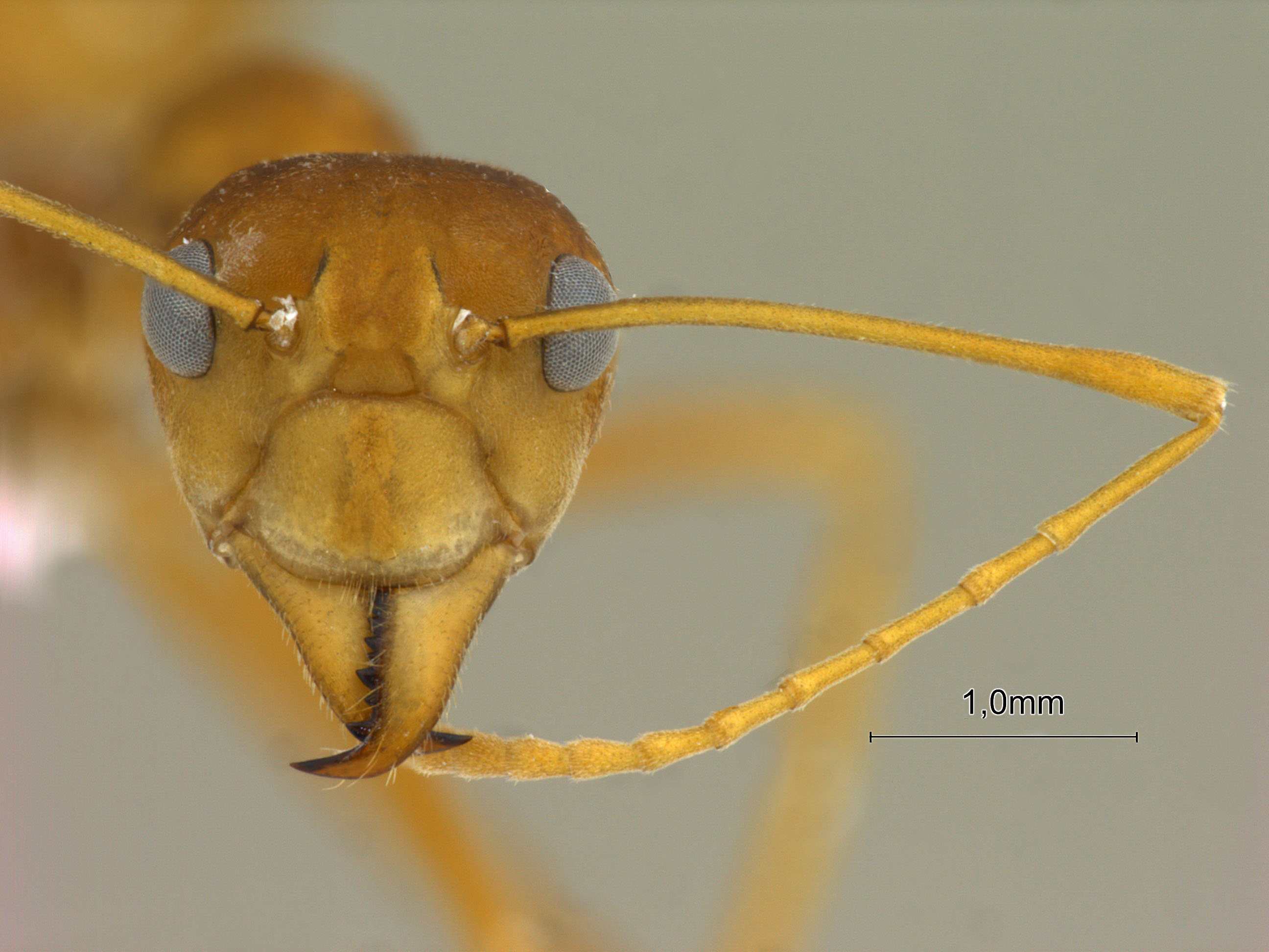 Foto Oecophylla smaragdina Fabricius, 1775 frontal