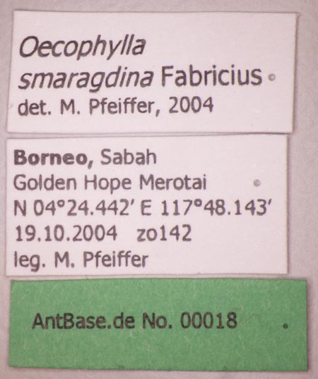 Foto Oecophylla smaragdina Fabricius, 1775 Label