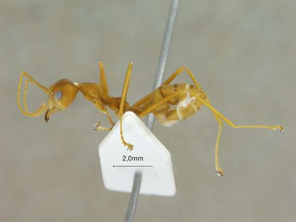 Oecophylla smaragdina Fabricius, 1775 lateral