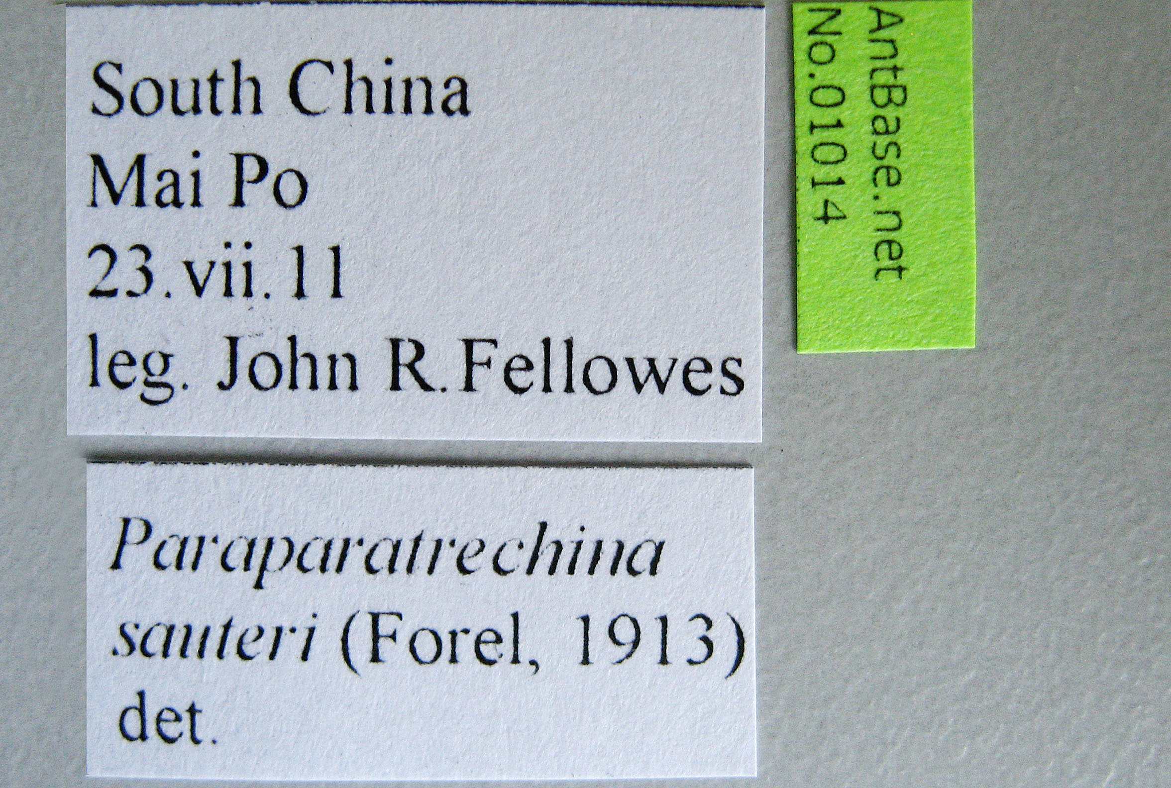 Foto Paraparatrechina sauteri Forel, 1913 Label