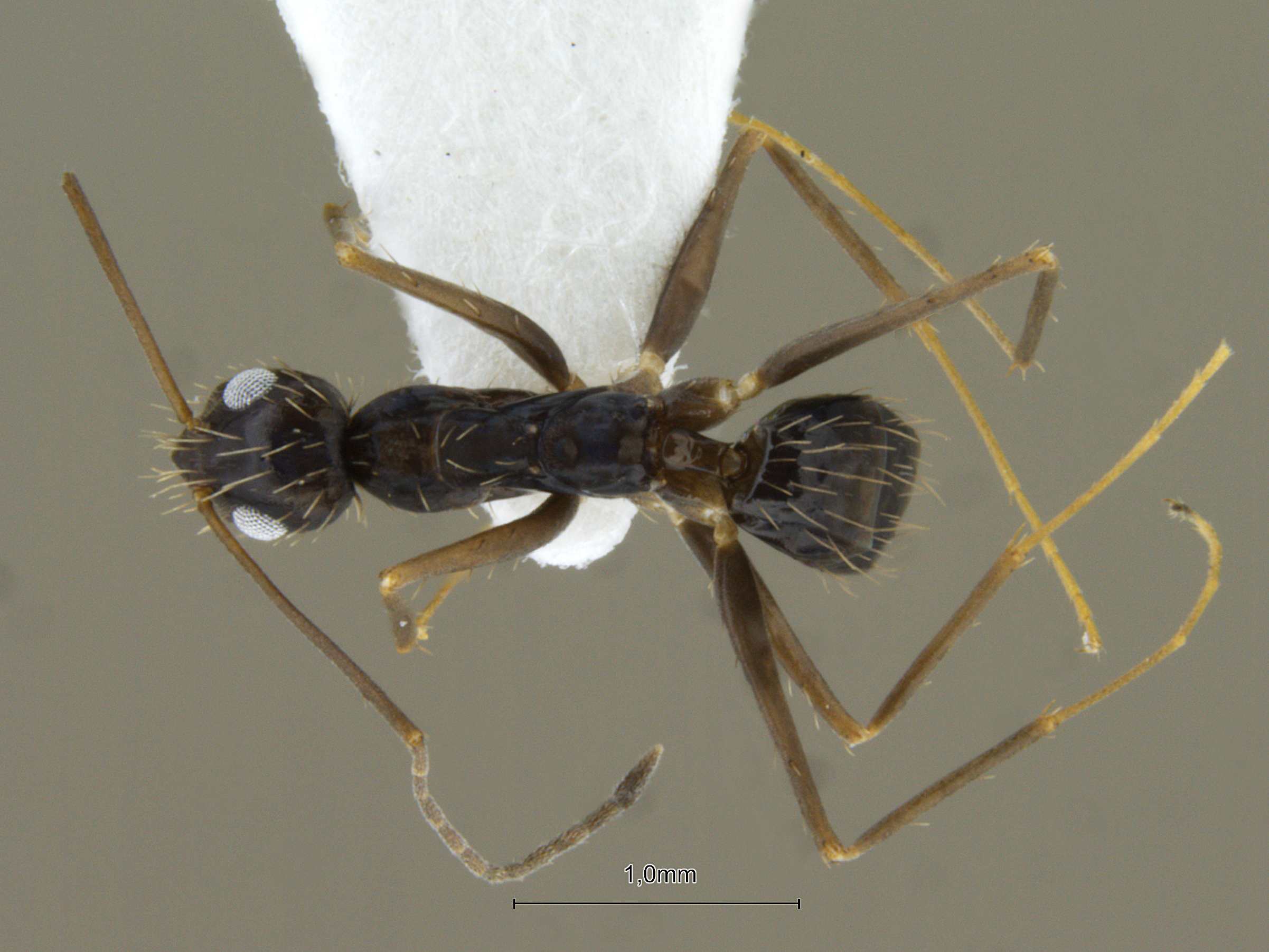 Foto Paratrechina longicornis Latreille,1802 dorsal