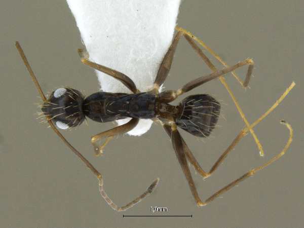 Paratrechina longicornis Latreille,1802 dorsal