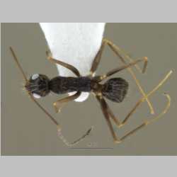 Paratrechina longicornis Latreille,1802 dorsal