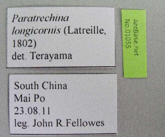 Foto Paratrechina longicornis Latreille,1802 Label