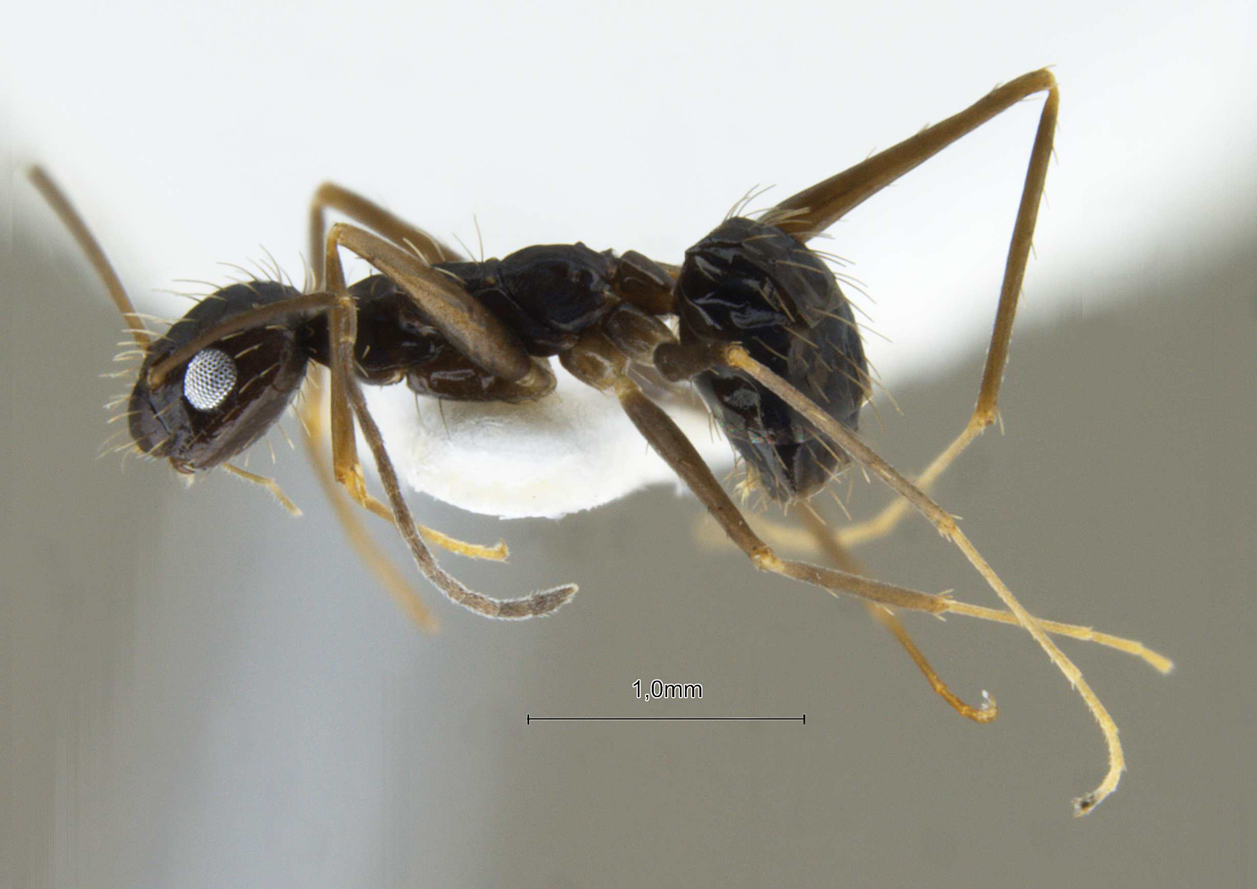 Foto Paratrechina longicornis Latreille,1802 lateral