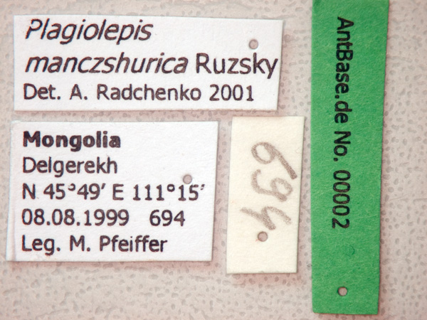 Foto Plagiolepis manczshurica Ruzsky Label