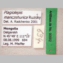 Plagiolepis manczshurica Ruzsky Label