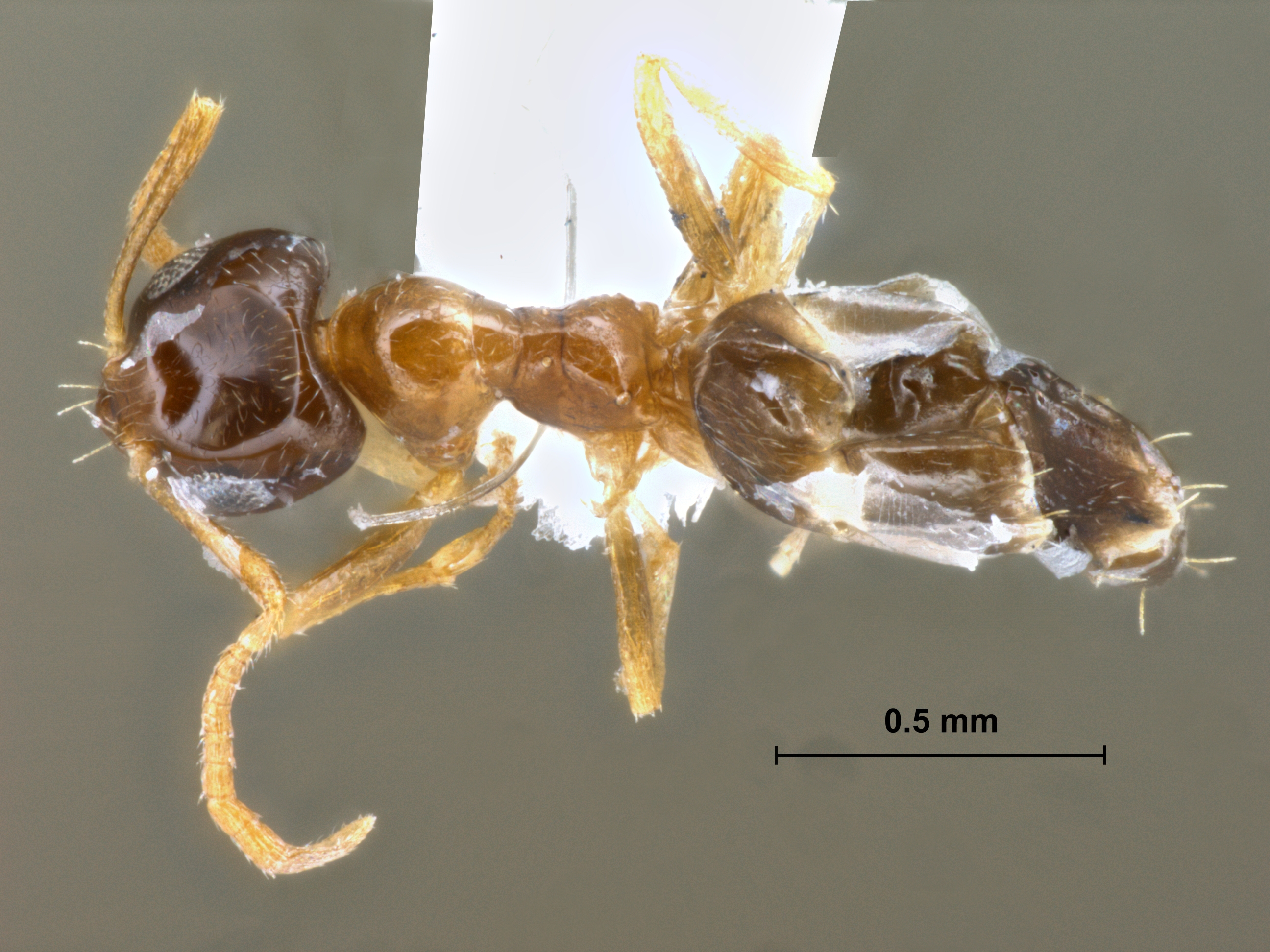 Foto Plagiolepis sp. dorsal