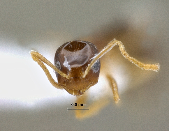 Plagiolepis sp. frontal